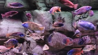 African Cichlid Malawi Hap Show Tank [upl. by Tuddor233]