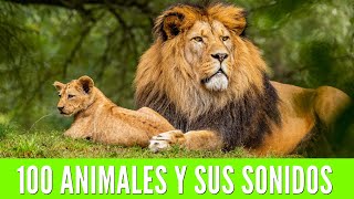 100 ANIMALES PARA NIÑOS Aprende los nombres de los animales y sus sonidos🦁🐯🐨 [upl. by Akcira]