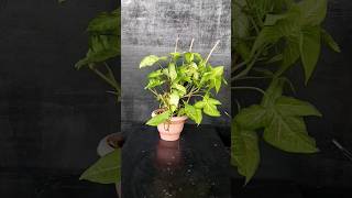 20Day Syngonium Rooting Challenge Water Propagation Made Simple [upl. by Herman]