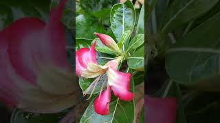 Adenium Obesum Desert Rose Blooming Viralshortsvideo [upl. by Salocin827]