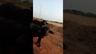 Black gold dairy farm shortvideo subscribe shorts [upl. by Cirre]