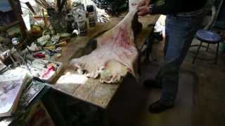 The Art of Taxidermy [upl. by Dorian]