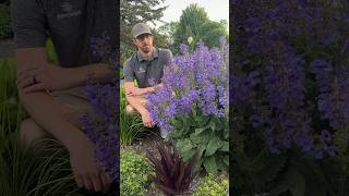 Salvia ‘Big Sky’ is new to theProvenWinnersYouTube perennial program for 2025😍 plants garden [upl. by Udale]