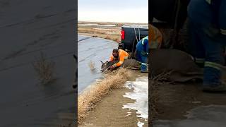 Deer runs away after being rescued from icy lake rescuelife animals deer humanity viral [upl. by Hanonew279]