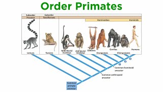 The Origin of Primates [upl. by Dal]