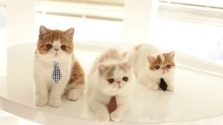 Three Kittens Looking for Jobs [upl. by Ayojal]