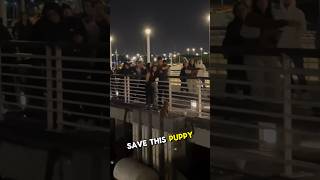 She rescued this puppy and everyone cheered 😭 shortsvideo [upl. by Caryl]