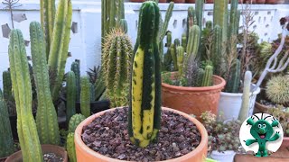 EchinopsisTrichocereus PACHANOI Variegado TRASPLANTE [upl. by Justinian]