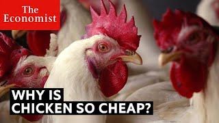 Why is chicken so cheap [upl. by Mandi985]