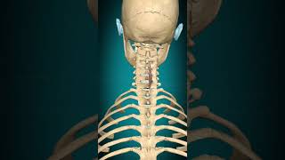 Spinalis cervicis muscle action Vertebral column Lateral flexion muscle anatomy [upl. by Eadwina930]