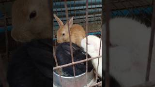 Brown black rabbit trending viralshorts dhanbad 🦜🌹 [upl. by Anreval]