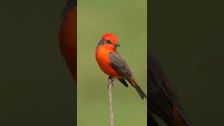 Vermilion Flycatcher Mexico shorts [upl. by Enida]