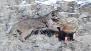 Coyote Fights Mountain Lion [upl. by Aicarg42]