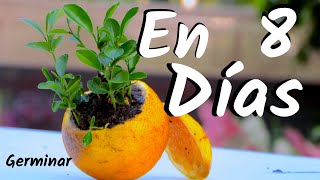 COMO OBTENER UNA PLANTA DE NARANJAS  GERMINAR NARANJAS  CITRICOS [upl. by Aleydis]