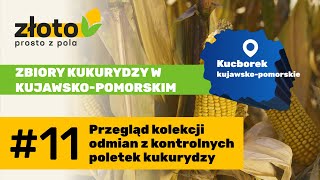 Złoto prosto z pola Odmiany kukurydzy z kontrolnych poletek – przegląd 11 [upl. by Laon495]