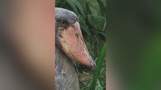 The Shoebill Stork Natures Most Astonishing Bird shorts [upl. by Noizneb]