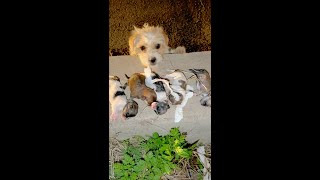 Heartbreaking Rescue Stray Dog’s Tragic Loss and New Hope for Orphaned Puppies [upl. by Aksehcnarf]