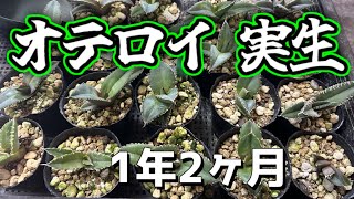 オテロイ実生から約1年！軽く選抜と植え替えしといた [upl. by Acirne]