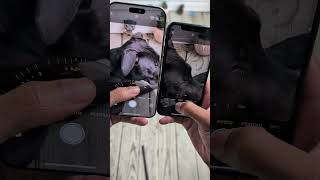 iPhone 11 Pro VS IPHONE 16 Pro Max Camera Zoom Test [upl. by Atined415]