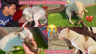 Jora K Puppes Ki Death Hogye💔Unexpected Morning😢 [upl. by Wadleigh557]