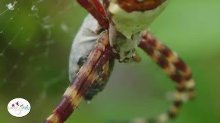 Spiders Mating [upl. by Scales]