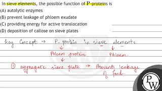 In sieve elements the possible function of \ \mathrmP \proteins is A autolytic enzymes [upl. by Gnuoy]