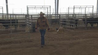 Nueces County Junior Livestock Show volunteer Harvey Buehring [upl. by Aerehs840]