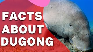 What is Dugong II Dugong Facts You’ll Never Forget [upl. by Yks]