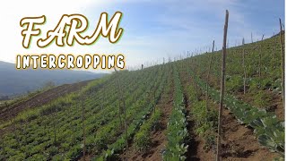 Intercropping [upl. by Yniffit]