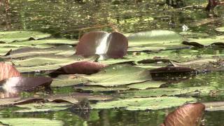 Seerosenteich im Friedewald Coswig Spitzgrund FX7 [upl. by Medrek100]