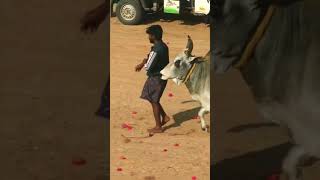 😘வீரத்தை வென்ற பாசம் அதிகம்😍  jallikattu lovers jallikattu videos 2023 jallikattu shorts [upl. by Ruby]