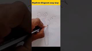 Nephron diagram in easy way  how to draw nephron easily shorts [upl. by Lledniuq8]