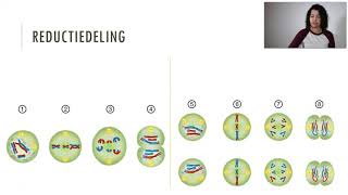 Meiose reductiedeling VMBO [upl. by Nohsreg539]