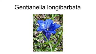 Gentianella Longibarbata [upl. by Aiello]