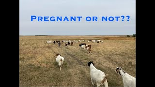 Pregnant goat or not pregnant goat [upl. by Otrebor]