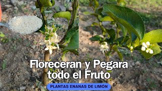 Muy pequeñas se llenaran de flores y frutos  abono para plantas de limón [upl. by Ahsinam]