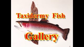 Taxidermy Fish Gallery [upl. by Patterman992]