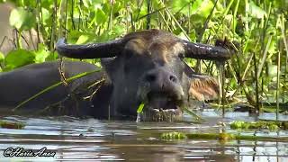 Kerbau rawa Bubalus bubalis Asian water buffalo [upl. by Annaj613]