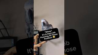 Bird Exhausted From Preening Feathers 🤣 pets animals birds talkingparrot parrot funny cute [upl. by Symon]