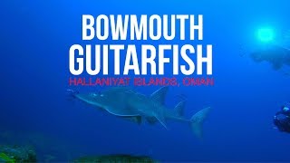 Bowmouth Guitarfish  Hallaniyat Islands  Oman Aggressor [upl. by Dalohcin]