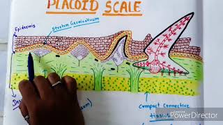 Placoid Scale And Its Devlopement In Scoliodon [upl. by Ennaeiluj]