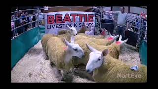 North Country Cheviot Sale Beattie Livestock Centre  6th September 2024  Portion of Sale [upl. by Nrehtac738]