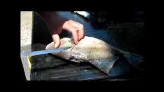 Fillet Triggerfish With Ease [upl. by Tiffie]