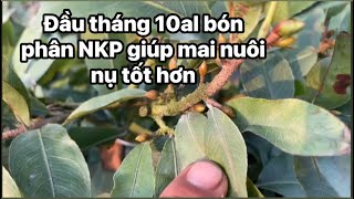 Tưới NPK đâu tháng 10al giúp mai nuôi nụ tốt hơn [upl. by Nydnarb]