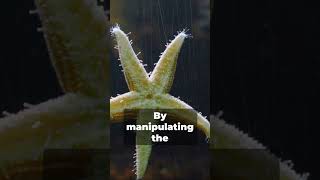 Starfish Stroll The Beach Walk Explained [upl. by Seerdi]