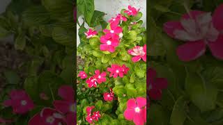 Rose periwinkle  cayenne jasmine  Catharanthus roseus pink flowers🌷 [upl. by Chinua]