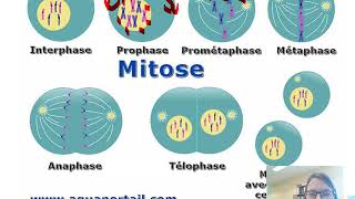 8  Vidéo youtube  la scissiparité et mitose [upl. by Fanchan]