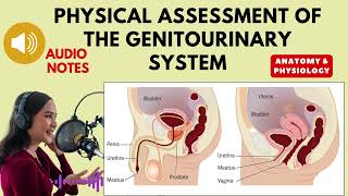 Physical Assessment of the Genitourinary System Anatomy and physiology audio notes [upl. by Retsae]