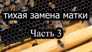 Пасека 29 Как использовать маточники тихой замены Тихой Замена Пчеловодство вывод матоk [upl. by Fabio]