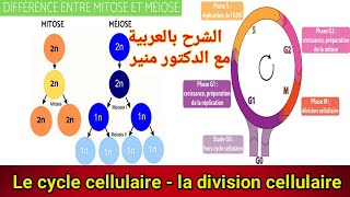 le cycle cellulaire la mitose et la meiose [upl. by Emelina35]